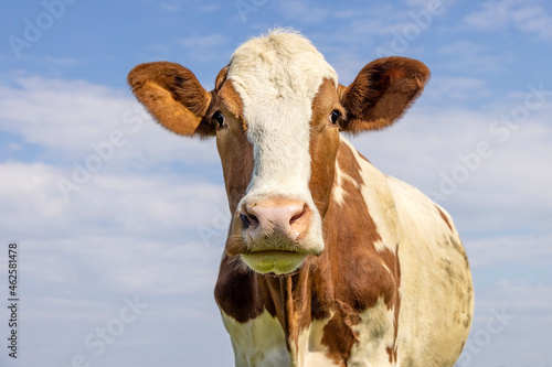 Cow portrait, a cute dreamy red bovine, white blaze, pink nose and friendly soft expression, adorable © Clara