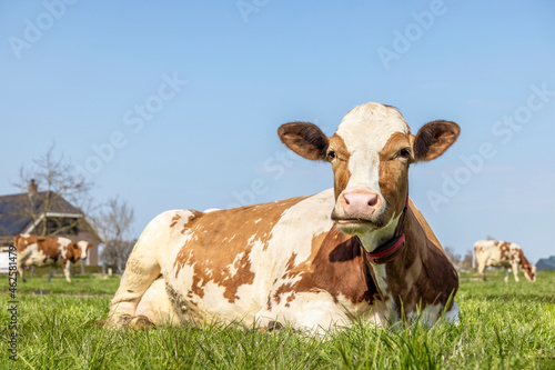 Obraz na plátně A cow chewing mouth open, red and white in a pasture lying lazy