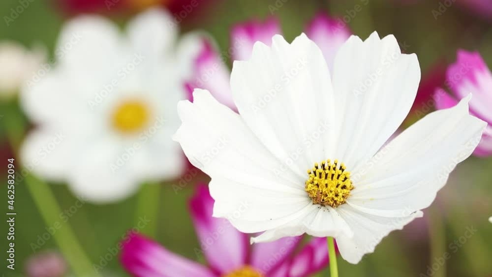 千葉県佐倉市　コスモス