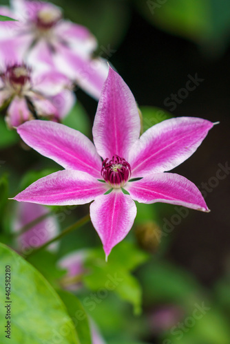 close up of asian virginsbower (Clematis terniflora) flower