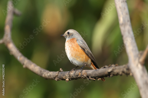 A common redstart female (Phoenicurus phoenicurus) sits on a black elderberry bush in the soft morning light. Close-up photo and easy identification of a bird in winter feather
