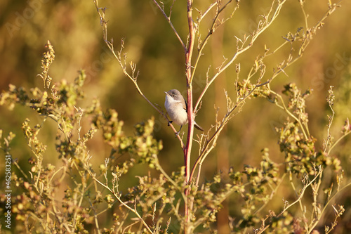 The lesser whitethroat (Curruca curruca) in winter plumage sits on a thin branch of dry grass in soft red morning light