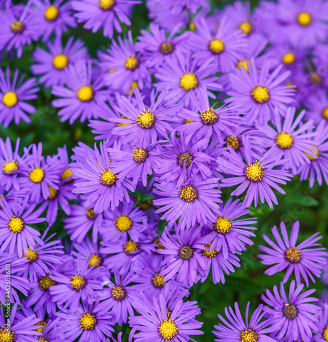 Fototapeta Naklejka Na Ścianę i Meble -  close up of a a border full of Eurybia x herveyi ‘Twilight’ (Michaelmas daisy) flowers 