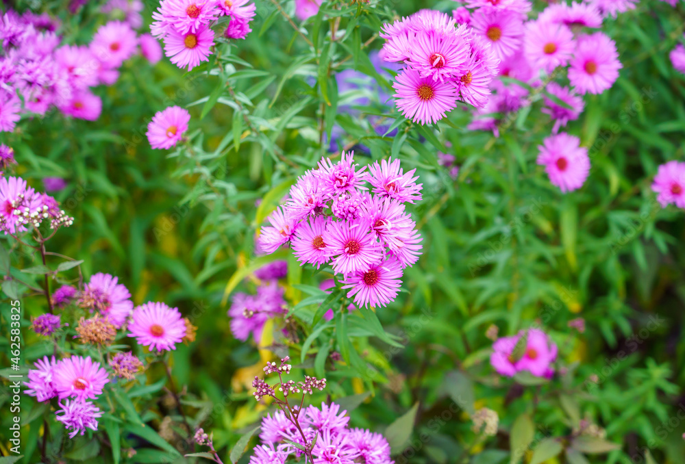 close up of blooming New England asters (Symphyotrichum novae-angliae) also know as the Michaelmas daisy close up of blooming New England asters (Symphyotrichum novae-angliae) also know as the Michaelmas daisy