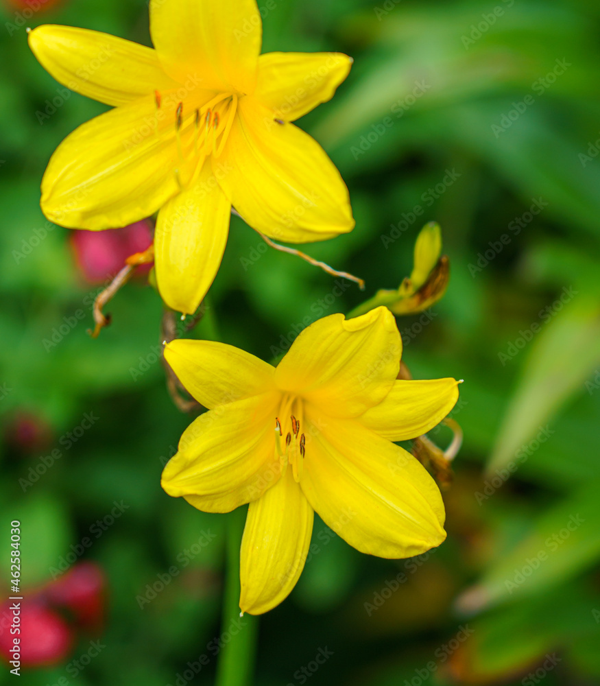 close up of long yellow daylily or citron daylily (Hemerocallis citrina) flowers a species of herbaceous perennial plant in the family Asphodelaceae