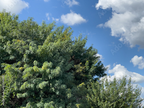 trees in the blue sky © ACLJ