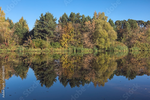 Autumn landscape with trees reflecting in the calm water of a forest lake in sunny morning