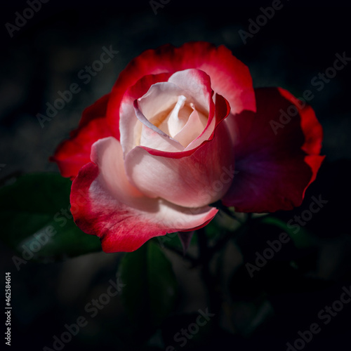 A perfect blossomed bicolour red and white rose on black background
