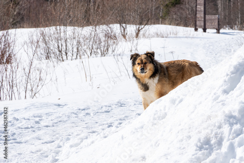 A lonely yard dog stands in the snow in winter. The old dog looks sad. Caring for homeless animals concept © Alena