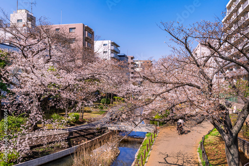 桜咲く大横川親水公園の風景（2021年3月） photo