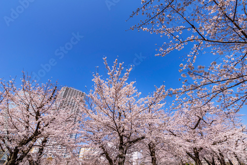 桜が満開の錦糸公園の風景（2021年3月）
