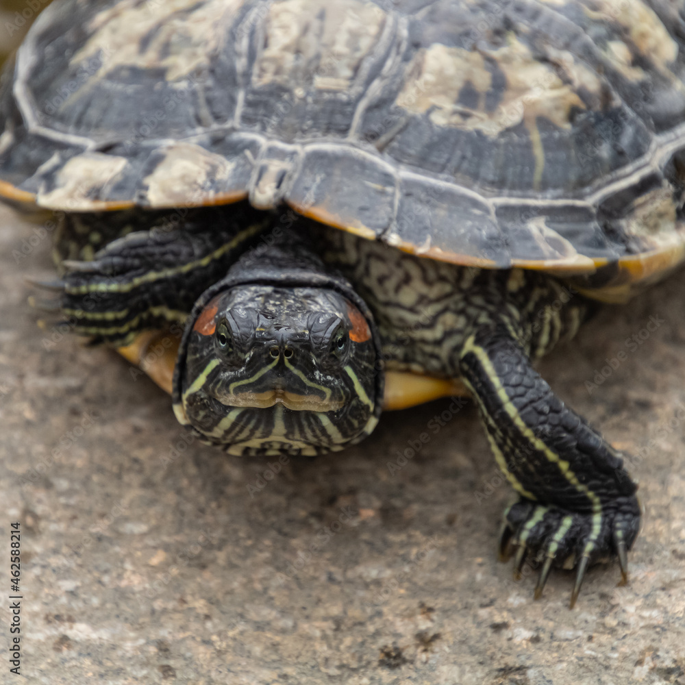 pond slider (Pseudemys scripta), pond terrapin (Pseudemys scripta), red-eared terrapin (Pseudemys scripta), slider turtle (Pseudemys scripta troostii) pond slider (Pseudemys scripta), pond terrapin (Pseudemys scripta), red-eared terrapin (Pseudemys scripta), slider turtle (Pseudemys scripta troostii)