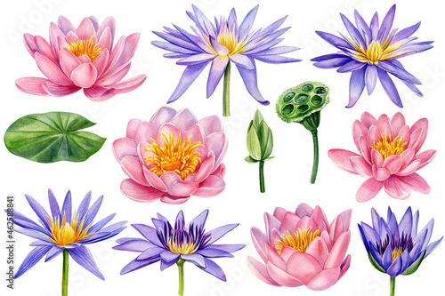 Set of pink and purple lotus flower  watercolor illustration  hand drawing  wedding flora
