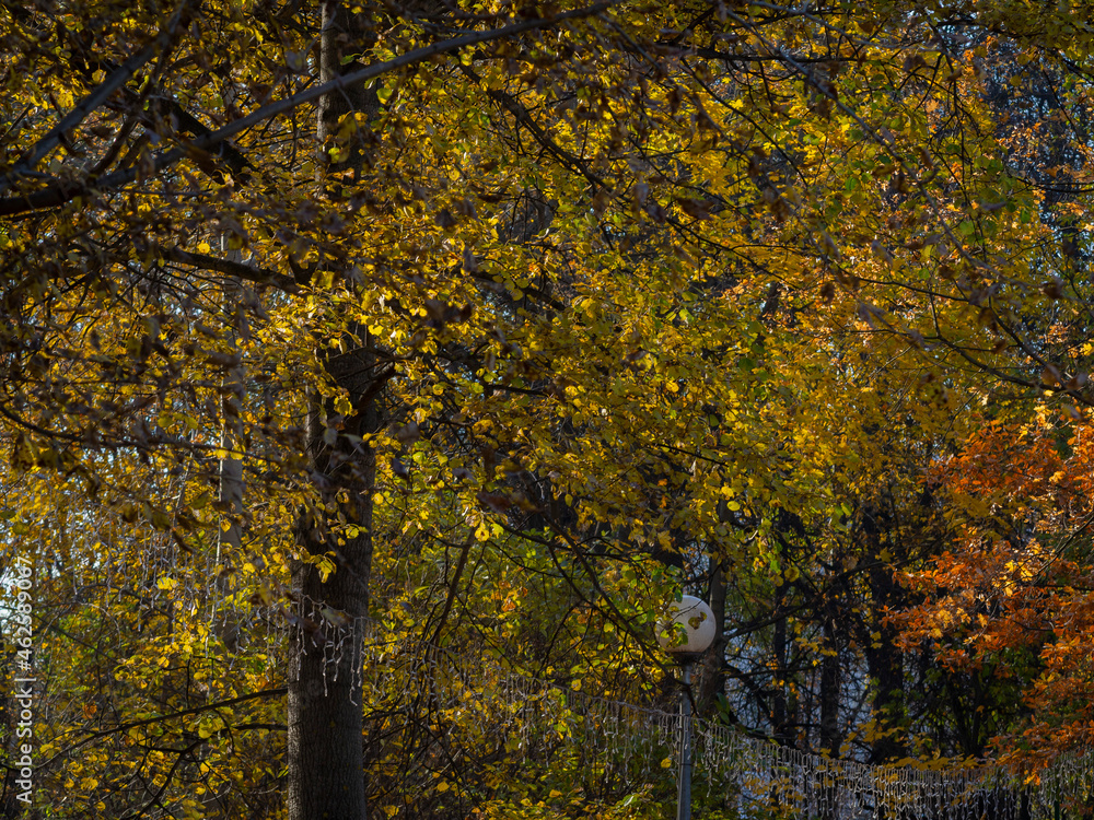 Obraz premium Golden autumn in October in the Moscow Park