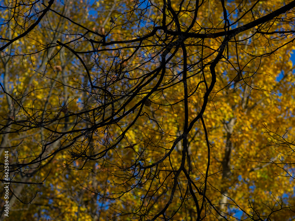 Golden autumn in October in the Moscow Park Golden autumn in October in the Moscow Park
