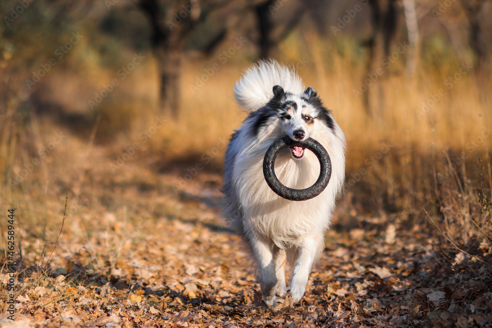A marbled Rough Collie carries a black bouncing rubber ring along a road of autumn leaves A marbled Rough Collie carries a black bouncing rubber ring along a road of autumn leaves
