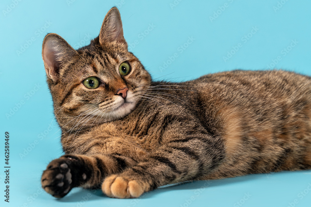 Portrait of short hair cat with green eyes and serious look, lying down on blue background. Tabby color, emotional curious face, domestic pet at home. Copy space.