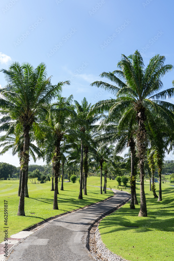 The golf course's paved road for walking with golf carts has green lawns and coconut palms all around