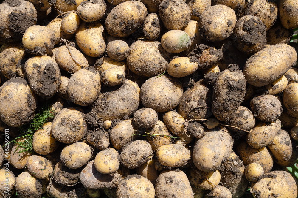 Pile of dirty newly harvested potatoes - Solanum tuberosum. Full frame. Harvesting potato roots from soil in homemade garden. Organic farming, healthy food, BIO viands, back to nature concept. Pile of dirty newly harvested potatoes - Solanum tuberosum. Full frame. Harvesting potato roots from soil in homemade garden. Organic farming, healthy food, BIO viands, back to nature concept.