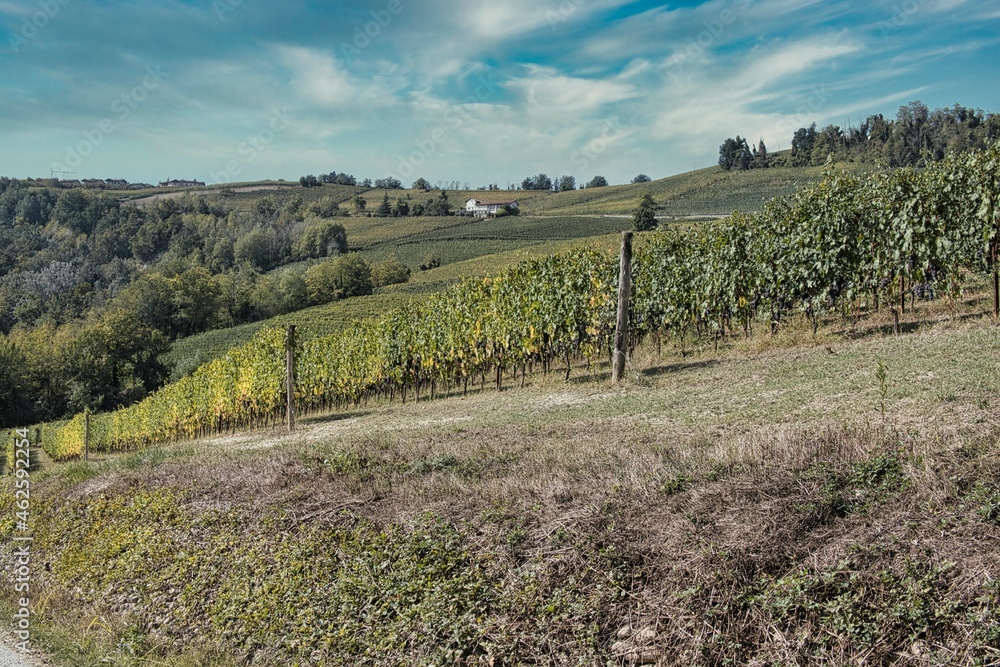 the colors of the vineyards of the Langhe in autumn, during the harvest to prepare the wine