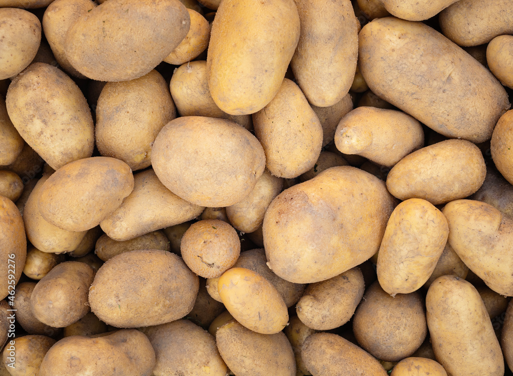 Pile of newly harvested and washed potatoes - Solanum tuberosum. Full frame. Harvesting potato roots in homemade garden. Organic farming, healthy food, BIO viands, back to nature concept. Pile of newly harvested and washed potatoes - Solanum tuberosum. Full frame. Harvesting potato roots in homemade garden. Organic farming, healthy food, BIO viands, back to nature concept.