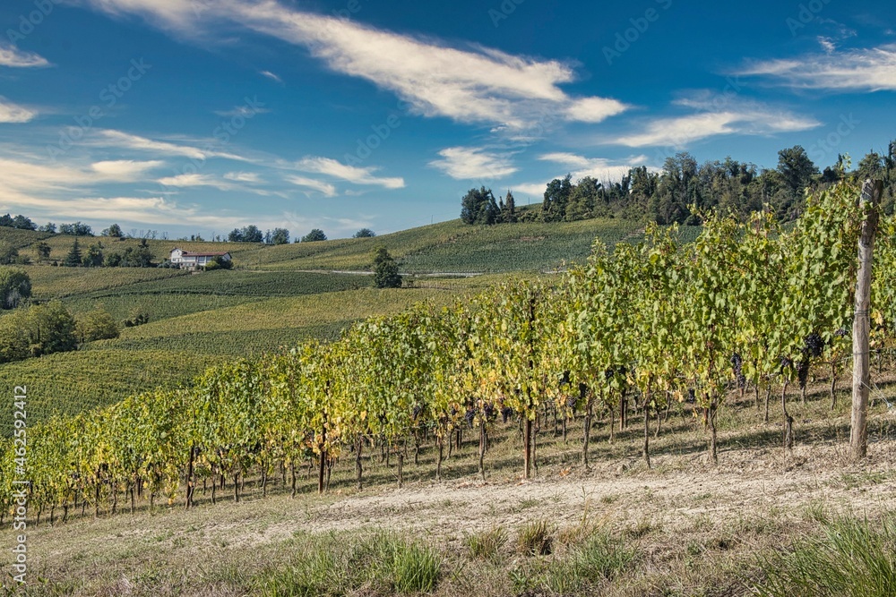 Fototapeta premium landscapes of the Piedmontese Langhe in autumn, during the harvest period