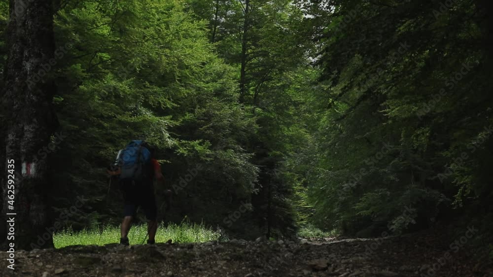 A lonely hiker walks in a deep mountain forest with heavy backpack in summer A lonely hiker walks in a deep mountain forest with heavy backpack in summer
