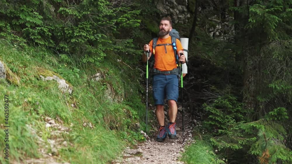 A lonely hiker walks in a deep mountain forest with heavy backpack in summer A lonely hiker walks in a deep mountain forest with heavy backpack in summer