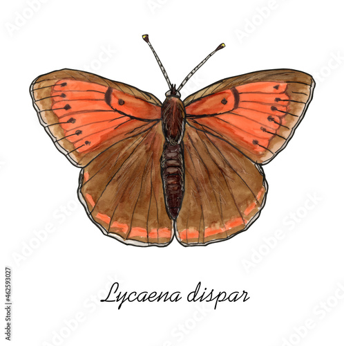 Large Copper Butterfly with it's latin name. Live trace of marker sketch set.