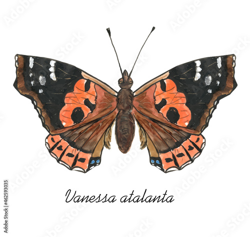 Red Admiral butterfly with it's latin name. Live trace of marker sketch set.