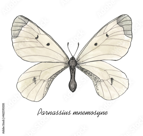 Clouded Apollo butterfly with it's latin name. Live trace of marker sketch set.