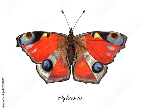 Peacock Butterfly with it's latin name. Live trace of marker sketch set.