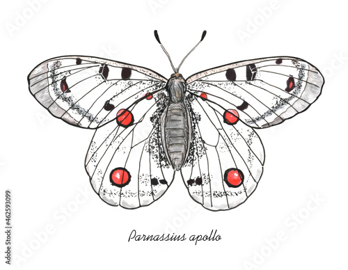 Apollo Butterfly with it's latin name. Live trace of marker sketch set.