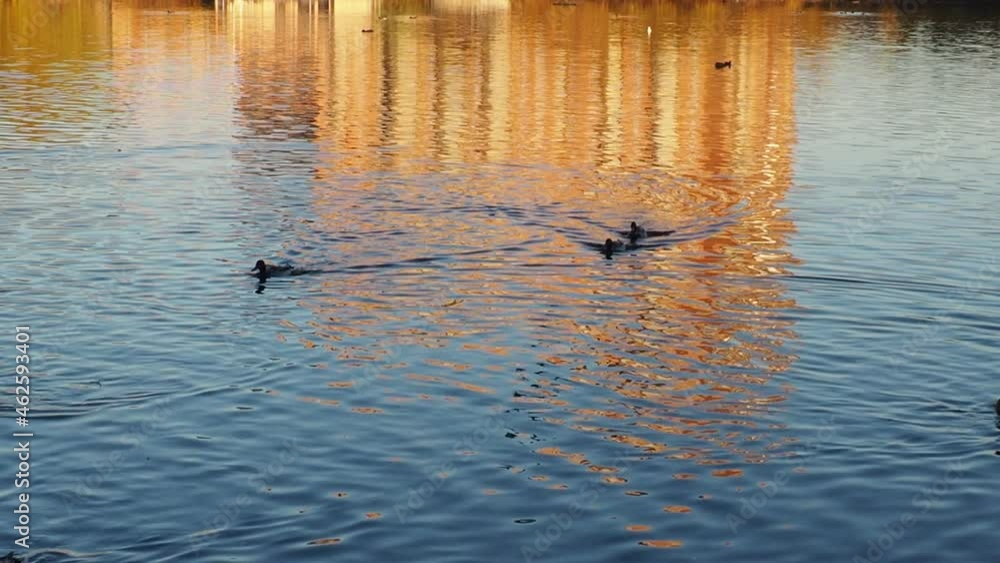 Silhouette look on the ducks in the lake water during the sunrise. against the background of sunset on the lake in autumn Silhouette look on the ducks in the lake water during the sunrise. against the background of sunset on the lake in autumn