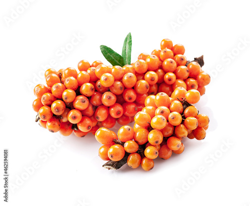 Twig of sea buckthorn with leaves