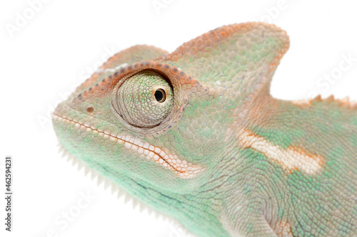 Veiled chameleon (Chamaeleo calyptratus) on a white background photo