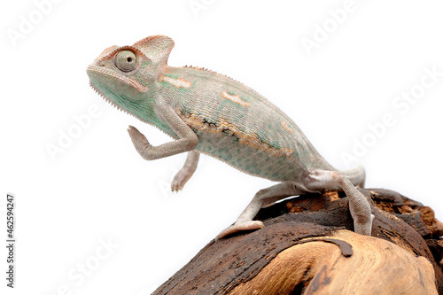 Veiled chameleon (Chamaeleo calyptratus) on a white background