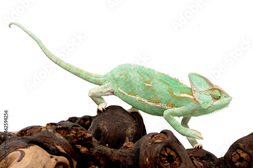 Veiled chameleon (Chamaeleo calyptratus) on a white background photo