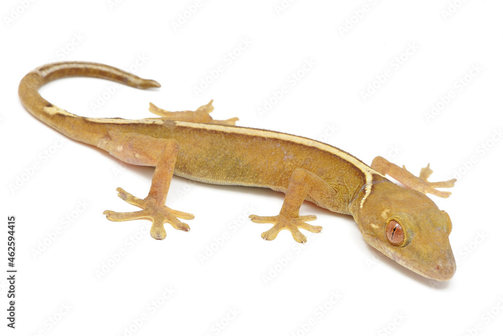Naklejka premium Lined gecko (Gekko vittatus) on a white background
