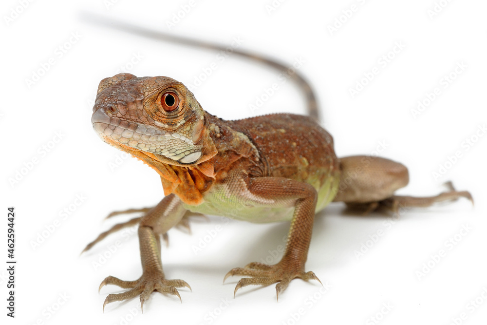 Naklejka premium Red iguana (Iguana iguana) on white background