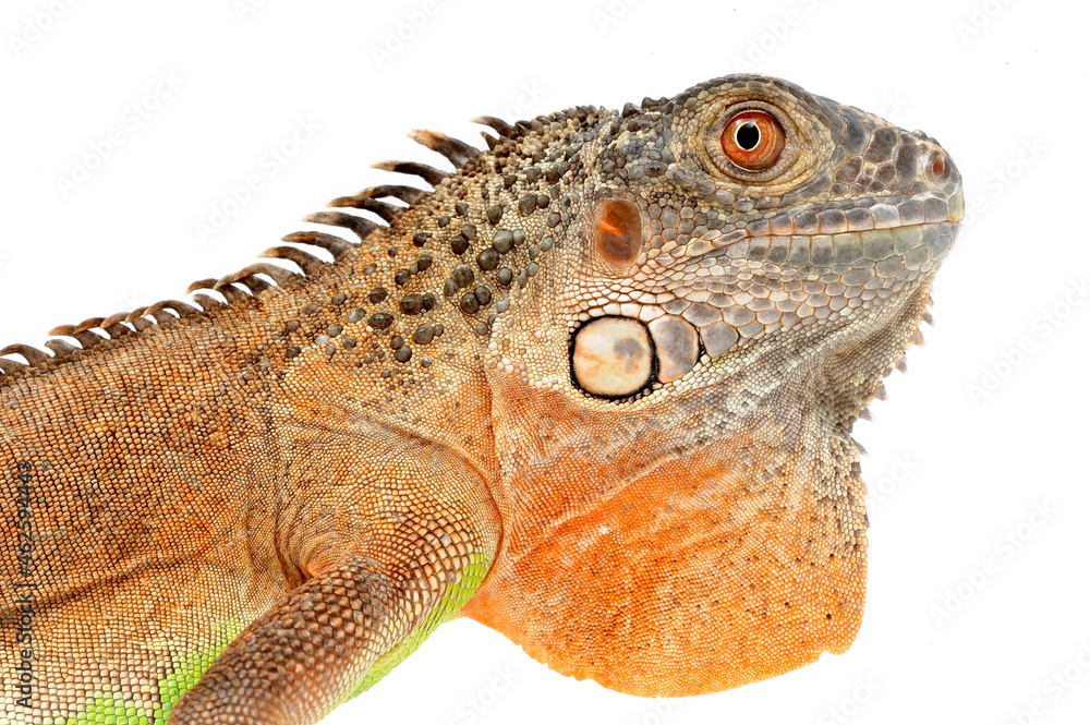 Red iguana (Iguana iguana) on white background