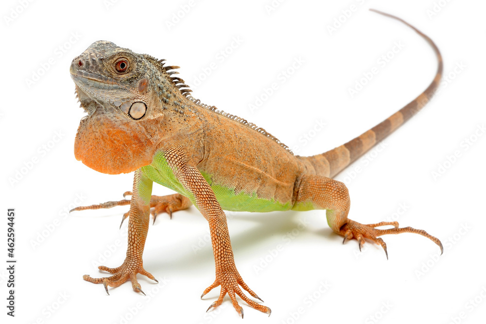 Naklejka premium Red iguana (Iguana iguana) on white background