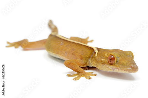 Lined gecko (Gekko vittatus) on a white background