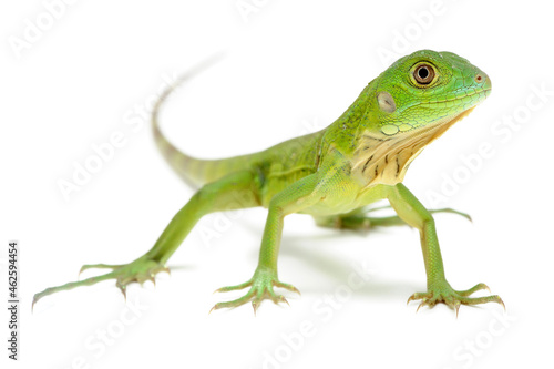 Green iguana (Iguana iguana) on white background