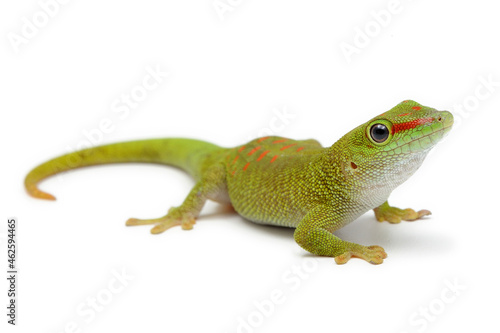 Giant Day Gecko (Phelsuma madagascariensis grandis) on white background