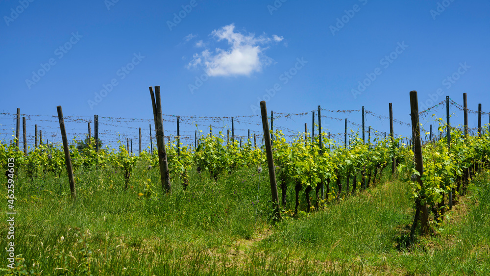 Fototapeta premium Rural landscape near Sala Baganza and Fornovo, Parma, at springtime