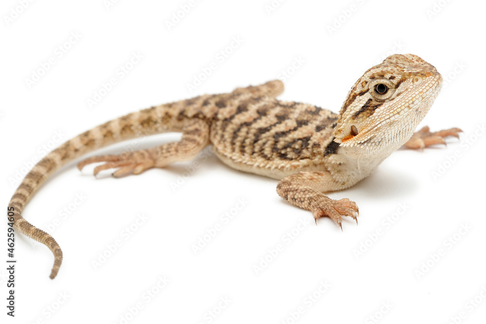 Fototapeta premium Bearded Dragon (Pogona vitticeps) on white background