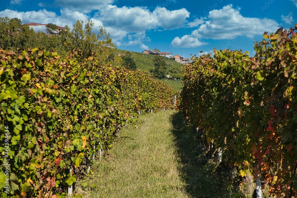 The landscapes of the Piedmontese Langhe with its vineyards full of bunches of grapes, in the autumn harvest season