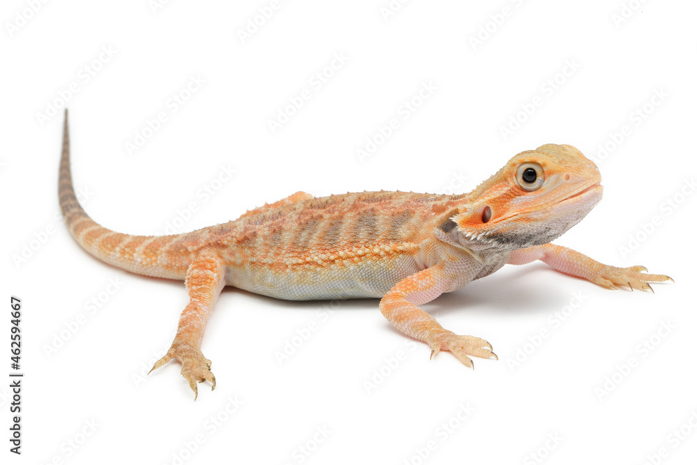 Fototapeta premium Bearded Dragon (Pogona vitticeps) on white background