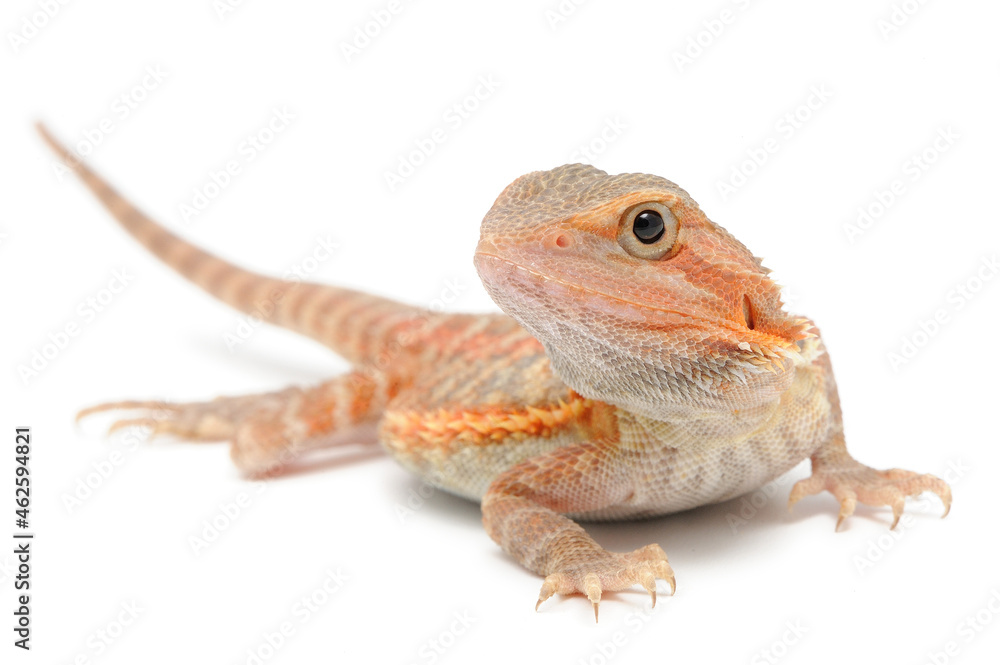 Bearded Dragon (Pogona vitticeps) on white background